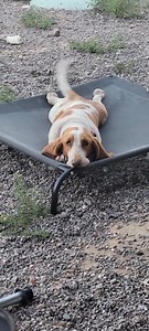 77K views · 4.4K reactions | Please follow this page: Basset Hound Haven Traffic signal is being given.➡️⬅️ | Basset Hound Haven | Facebook