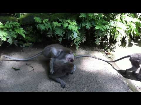 funny monkey scratching his balls
