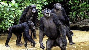 A safe haven for orphan chimps