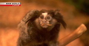 An Evolutionary Sense of Taste - Science View