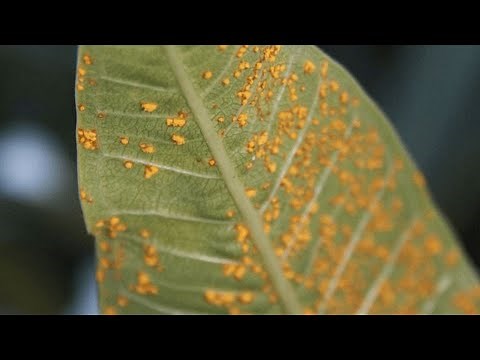 PLUMERIA Plant Care Orange Fungus "RUST" on Leaves / How to Prevent & Plant Cure / Frangipani Tips