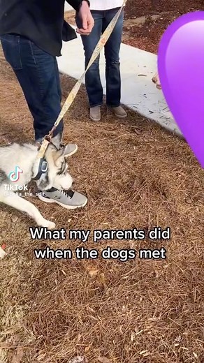 14K views · 319 reactions | I been studying dog interaction for a while. Here’s my take on forced interaction. | Team Floppy Ears | Facebook