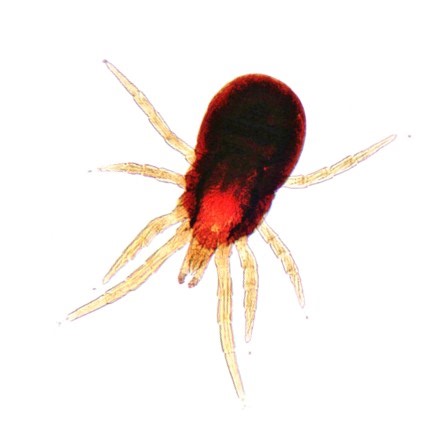 Marre des poux rouges dans vos élevages ? Bonne nouvelle  -10 % dès...