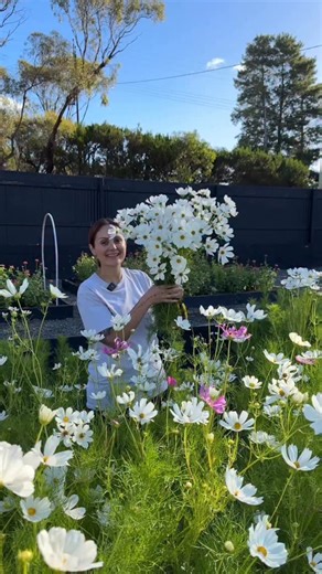 Katie & Rob | The Flower Farmer & The Florist on Instagram: "I’m sowing cosmos on the farm today! 🤍 Our cutting garden is still full of our ranunculus corms resting for another month, so we can’t direct sow just yet. Instead, we’re getting a head start by sowing cosmos into trays today and will transplant them out in about a month once the space is ready. We’re planning ahead for a big flush of blooms through February and March next year! ✨"