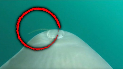 15K views · 322 reactions | This is the moment a dolphin was recorded eating a venomous yellow-bellied sea snake. It’s behavior scientists say they have never seen before. These bottlenose dolphins in San Diego, California, are Navy-trained to find underwater mines and protect naval assets. Researchers put cameras on the mammals to observe them hunting. They are now trying to determine why this particular dolphin uncharacteristically ate the venomous creatures. | Inside Edition | Facebook