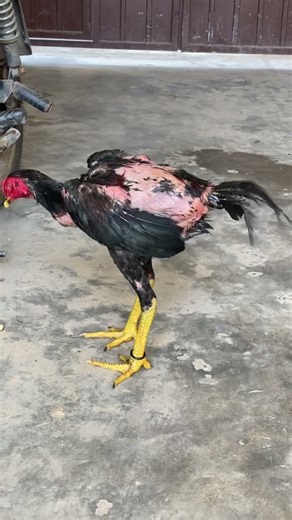 azad aseel set-up # mashallah shouq karen