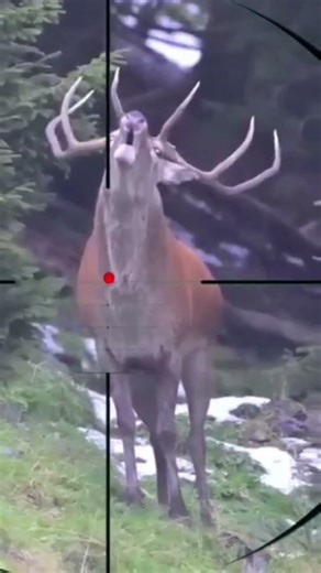 Powerful Deer Voice in Nature