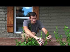 How to take care of your Euonymus's