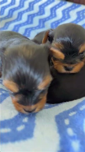 Baby Yorkies 💕