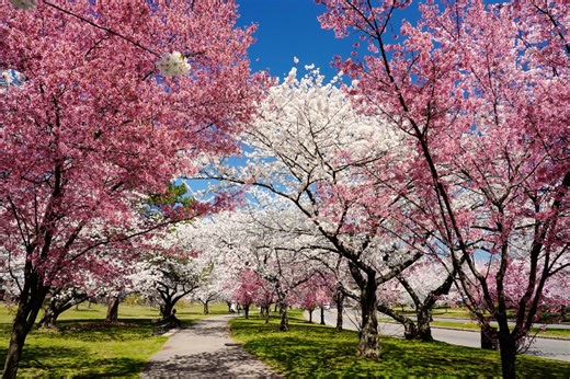 The Largest Collection Of Cherry Blossoms In The Nation Is Throwing A Massive 50th Anniversary BloomFest Near NYC This Weekend —With Live Music, Food Vendors And A Front Row Seat To Their 5,000  Pink Trees