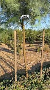 Shaping Mesquite Trees