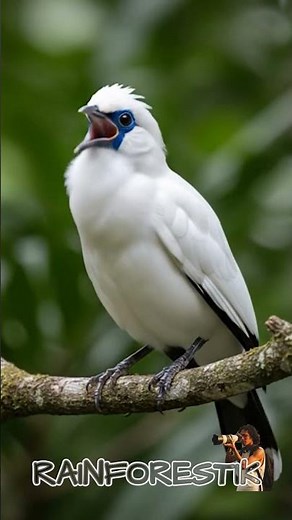 Suara Jalak Bali di Alam Liar | Terapi Relaksasi & Ketenangan Jiwa #birdsounds #birds #burung