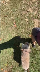 1K views · 29 reactions | Truffle working on recall, Sitstay, off leash heel, waiting politely at thresholds, place down and stay commands! | Julie's K9 Academy - Dog Training | Facebook