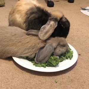Well this is a VERY effective way to protect food🐰🌿🙌😂 _______________________________________ 📦 Join the club to receive our September box of healthy treats and toys for your bunny (they ship in just 2 days time!). Go to our page to learn more. 📷 IG: The_snoring_bunny 💖 | Happy Bunny Club