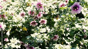 hibiscus syriacus althea rose of sharon flower tree moving in the wind with camera zooming in on it