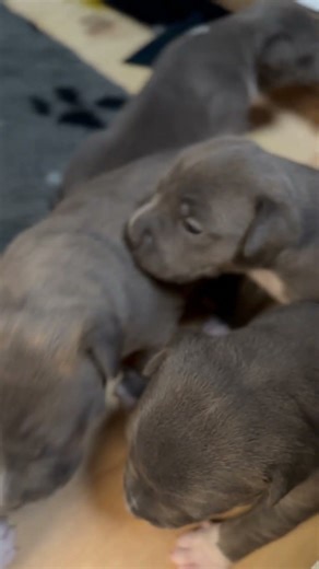 19 day old Amstaff pups calling for Kaia. #staffypuppies