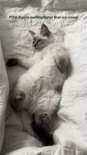 Lazy sundays 💤 #ragdoll #ragdollcats #catsoftiktok #lazycat #sleepy