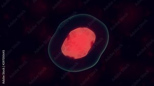 Cells divide under microscope. Mitosis process of cell division.