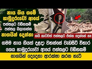 නාය ගිය ගමේ හාමුදුරුවෝ ආයේ වඩිනකම් පන්සල ආරක්ෂා කරන නාගයින් දෙදෙනා - Thalagune Temple