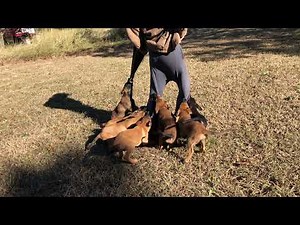 Puppies pull down trainers pants