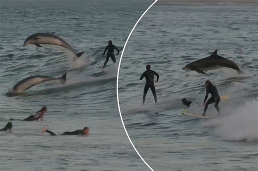 Dolphins leap alongside surfers in astounding scene