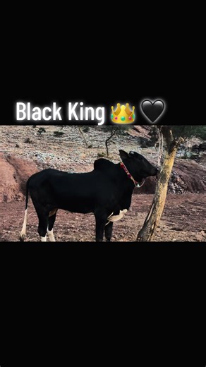 Discover the Majestic Black Cobra and Its Beauty