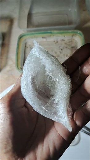 WHITE COTTON SWALLOW'S NEST