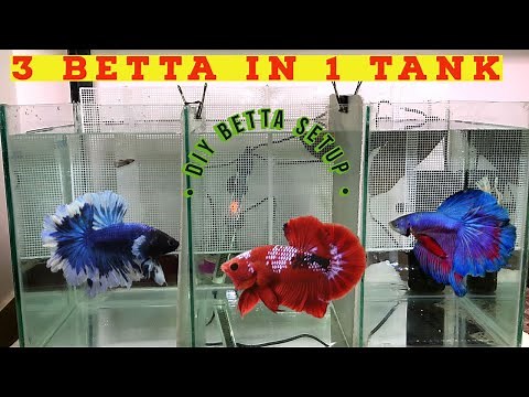 How to Setup Betta Aquarium | DIY Betta Partition Tank | Betta Tank Setup | Siamese Fighter Fish
