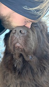 Daily dose of Zlatan smooches — sending him straight into zen mode. 🤎✨ #newfiesofnorway #lasydognewfoundlands #iamzlatan @chrissylstad | Lasydog Newfoundlands