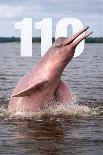 DÍA 110 DE 365 🗓️ El delfín rosado del Amazonas es el delfín de agua dulce más grande del mundo. Puede medir hasta 2.5 metros de longitud y pesar alrededor de 185 kilogramos. Su color rosado no está presente al nacer. Los juveniles son grises y con el tiempo desarrollan el tono rosado debido a la vascularización de la piel y a pequeñas cicatrices acumuladas durante su vida en ríos con vegetación densa. Tiene un cuello más flexible que el de los delfines marinos, lo que le permite girar la cabez