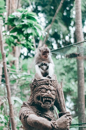 Bali’s Thieving Monkeys Know Your Smartphone Is Valuable, Study Finds