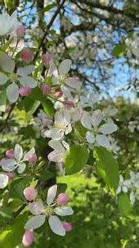 Flowering fruit trees