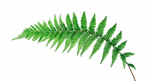 Connecting for Good Programs | TELUS