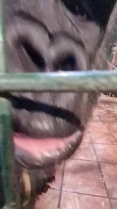 Funny Gorilla moments #gorilla #reels | Gorilla Channel