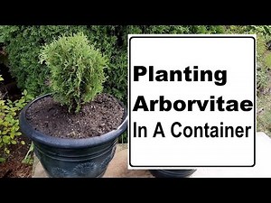 PLANTING ARBORVITAE 🌲 IN CONTAINERS / HETZ MIDGET / GROWING EVERGREEN PLANTS / ZONE 5 GARDENING