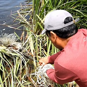 Pescando #tilapias grandes con #atarraya. | De PESCA