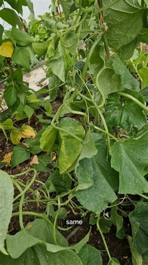 👨‍🌾 Gardening Tips: Don’t Let your Cucumbers Over-ripen! 🥒 In this week’s gardening tip, Brendan explains why leaving cucumbers on the plant too long can actually signal the plant to stop producing. Once fruits become overripe, the plant thinks its job is done and you’ll see a big drop in new cucumbers. The same goes for plants like courgettes and squash. The solution? Keep picking regularly while they’re still tender and tasty. This encourages continuous production and keeps your plants heal