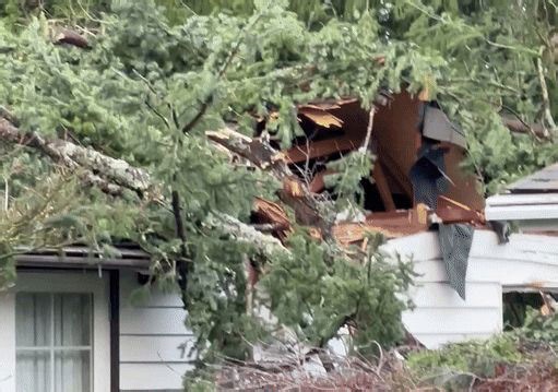 Tree Crushes Roof of House in Bellevue as 'Bomb Cyclone' Hits Region