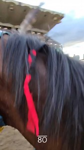 15K views · 19K reactions |  Relay views from Old Sun rider, Fox Running Crane  We’ve been enjoying this track-side perspective from our relay teams all week long! Nothing compares to the calmness and connection between rider and their mount  Thanks for taking us along through your race, Fox! #RelayRacing #Stampede2025 #CalgaryStampede | Calgary Stampede Chuckwagons & Relay | Facebook