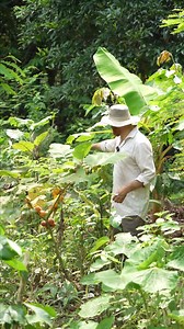 El cultivo de la naranjilla. #Yachana #unlugarparaaprender #reservadebiosferasumaco #sonya7riv | Yachana Foundation