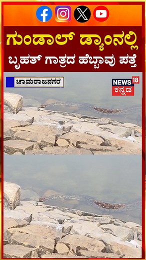 Chamarajanagara | Python | ಚಾಮರಾಜನಗರ ಜಿಲ್ಲೆಯ ಕೊಳ್ಳೇಗಾಲ ತಾಲೂಕಿನ ಗುಂಡಾಲ್ ಡ್ಯಾಂನಲ್ಲಿ ಬೃಹತ್ ಗಾತ್ರದ ಹೆಬ್ಬಾವು ಪತ್ತೆ! | N18S #chamarajanagara #python #News18Kannada | News18 Kannada