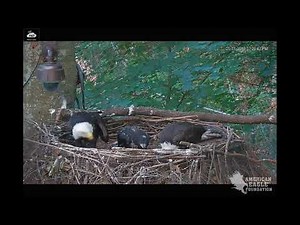 AEF DW GG Eagle Cam 5-31-19: Family Meal Time