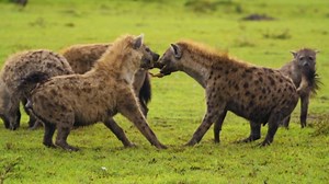 Hyena Mystique Unveiled: A Rare Glimpse of Their Lives