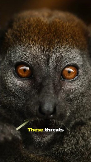 Would you eat poison every day and survive?! 😳 This lemur does!”