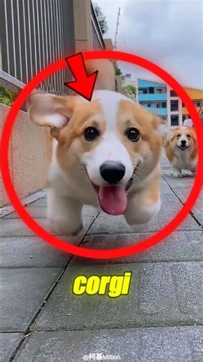 Corgi: The Tiny Royal Dog Built to Herd Giants 🐶👑