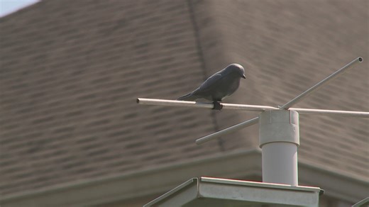Harahan purple martin controversy
