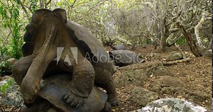 Couple of Galapagos Tortoise Mating in the jungle of San Cristóbal