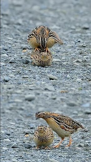 female quail mating call | female sounds #shorts