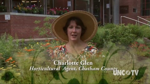 Pollinator Paradise Garden