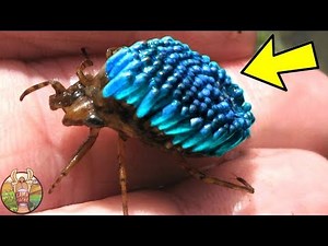 LES 10 INSECTES LES PLUS INCROYABLES DU MONDE | Lama Faché